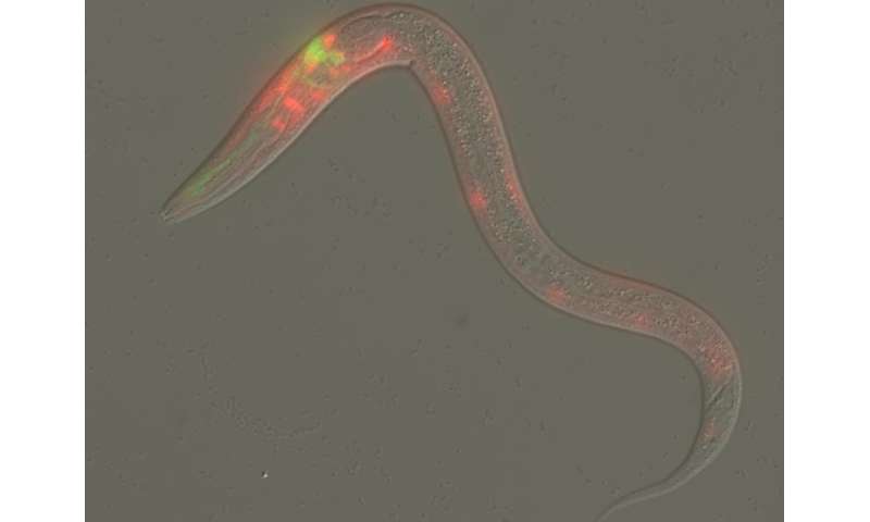 How a mutant worm's reaction to a foul smell could lead to new disease treatment avenues
