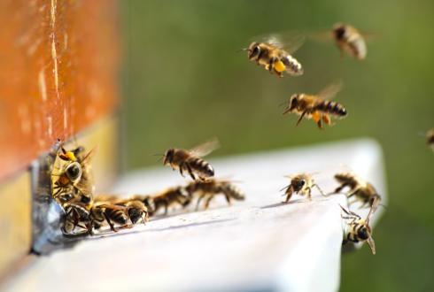 Interaction between Varroa destructor and imidacloprid reduces flight capacity of honeybees