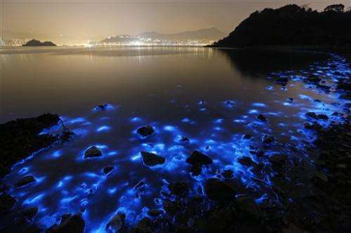 Magnificent blue glow of Hong Kong seas also disturbing
