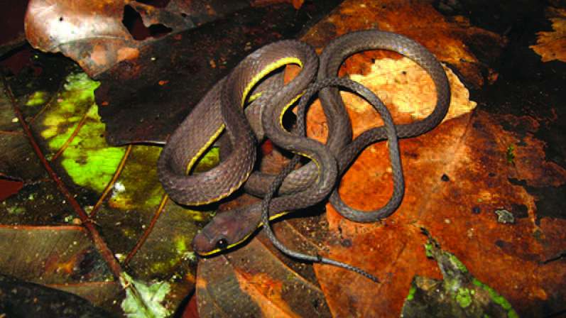 New snake species with pitch black eyes from the Andes highlights hidden diversity