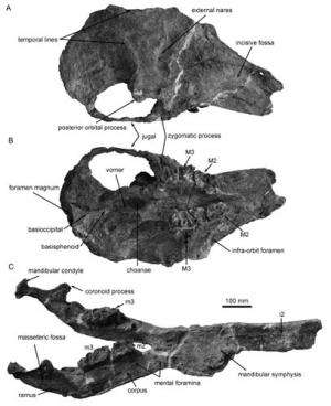 New study reveals competition and replacement between two miocene shovel-tuskers