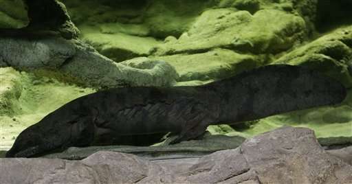 Prague zoo claims to have the longest salamander on Earth
