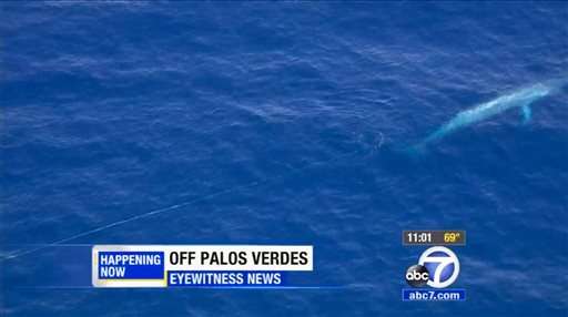 Search resumes for tangled blue whale off California coast