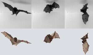 The awesomeness of bats