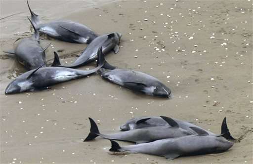 Three dolphins rescued after large group strands on Japan coast