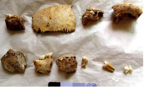 Well-preserved homo erectus skull discovered in Eastern China