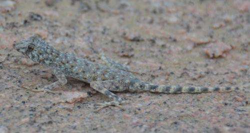 Why some geckos lose their ability to stick to surfaces