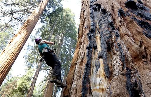 Scientists: Drought stressing California's Giant Sequoias