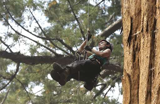 Scientists: Drought stressing California's Giant Sequoias