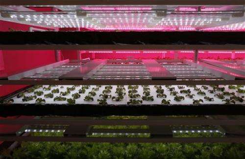 Taiwan expanding into indoor LED-lit, pesticide-free farms