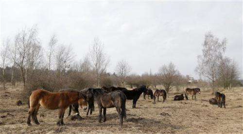Czechs deploy wild horses from Britain to save biodiversity