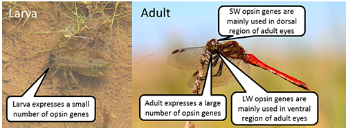 Dragonflies Use Different Light Sensors Depending on the Light Environment