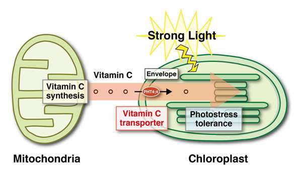 High vitamin C levels are required to overcome photo-inhibition in plants