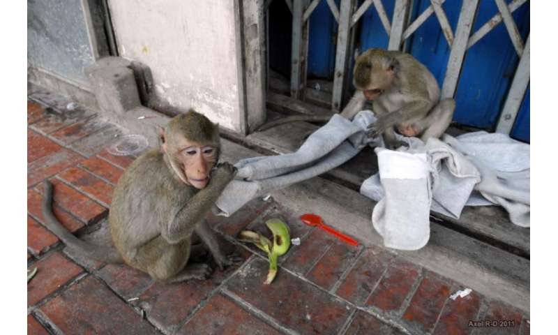 Monkeys in Asia harbor virus from humans, other species