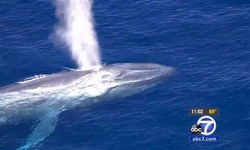 Search resumes for tangled blue whale off California coast