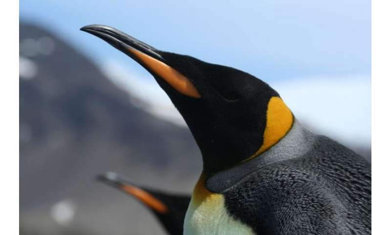 Secret life of penguins revealed