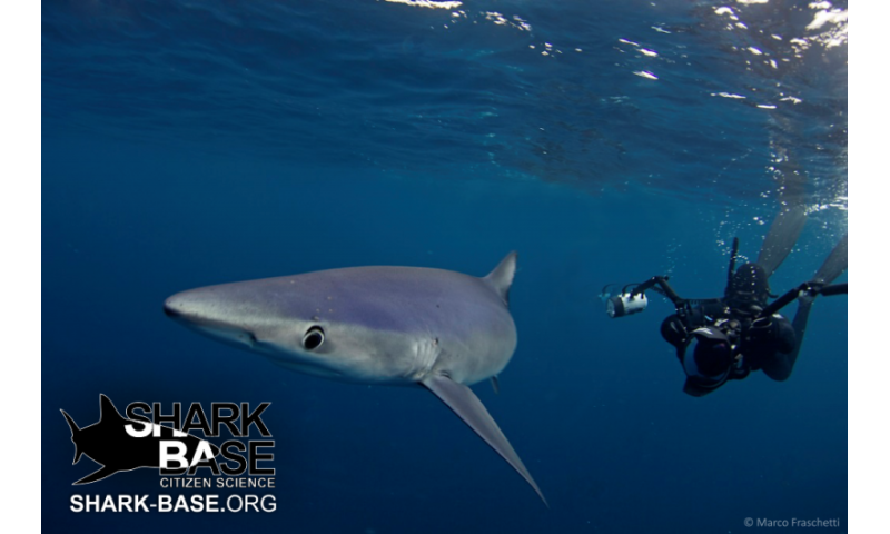 Shark researchers enlist the help of the public as citizen scientists