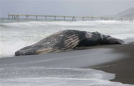Ship may have hit whale found washed up near San Francisco