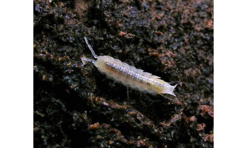 Underground gourmet: Selected terrestrial cave invertebrates and their meal preferences