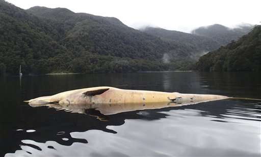 A few dozen sei whales beached along south Chilean coast