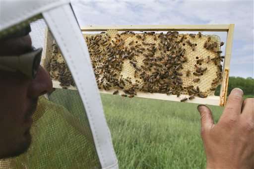 EPA plans temporary pesticide restrictions while bees feed