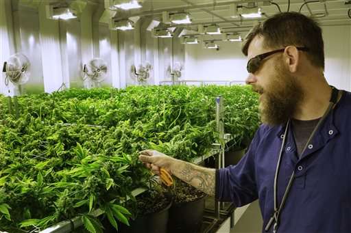 Explainer: Steps to harvesting medical marijuana