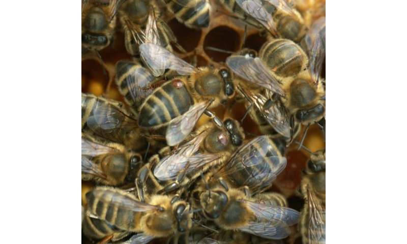 Interaction between Varroa destructor and imidacloprid reduces flight capacity of honeybees