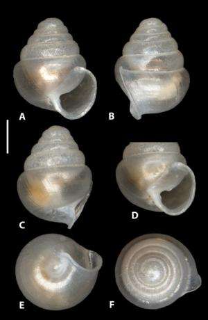 International team of scientists discovers tiny glassy snails in caves of Northern Spain