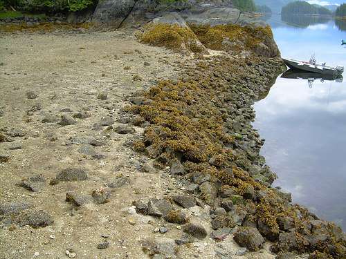 Study finds ancient clam beaches not so natural