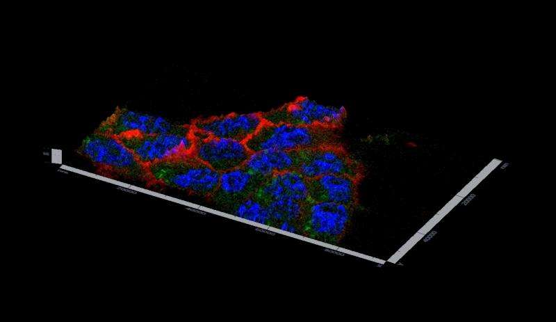 3-D vision for the next generation of biomaterials