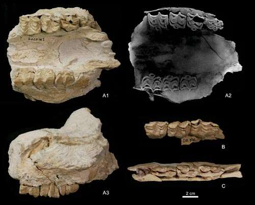 New discovery of Late Miocene hipparion fossils from Baogeda Ula, Inner Mongolia, China