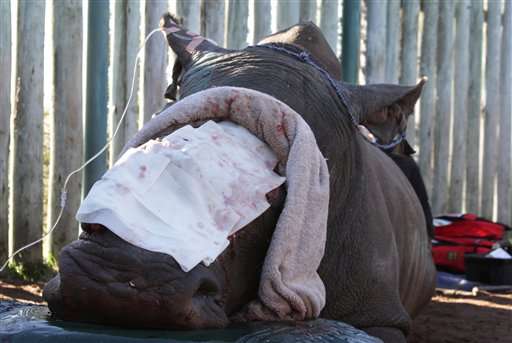South African medics make big effort to save Hope the rhino