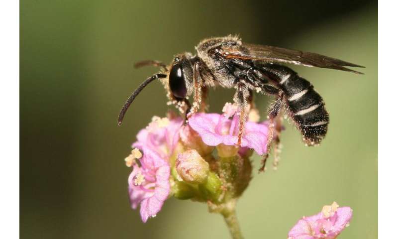Summer fruits depend on pollinators, but where have all the bees gone?