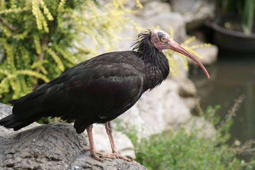 Top ten bird species surviving thanks to zoos