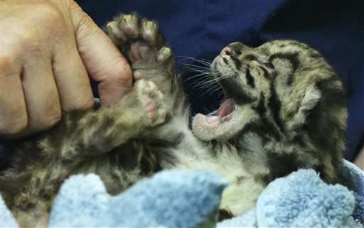 Bottle-fed baby leopards make debut at Washington zoo