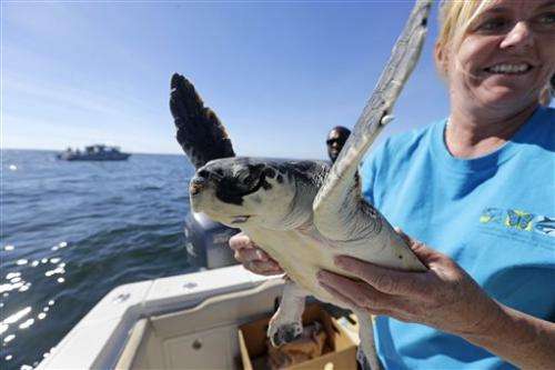 Cold-stunned turtles rehabilitated in New Orleans, released