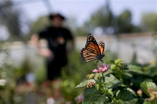 Monarchs get help from unlikely source: California's drought