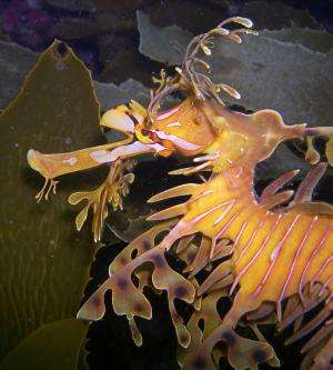 New species, the ‘ruby seadragon,’ discovered by researchers