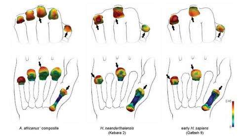 Early human ancestors used their hands like modern humans