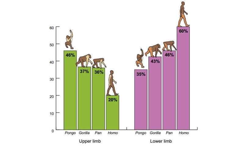 dna sequence chart comparing homo sapiens to pan paniscus