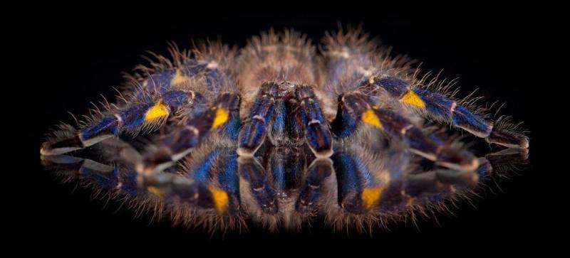 Study suggests blue hue for tarantulas not about attracting a mate