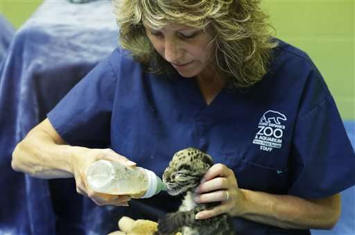 Bottle-fed baby leopards make debut at Washington zoo