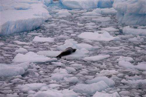 Critters found in Antarctic ice shows how tenacious life is