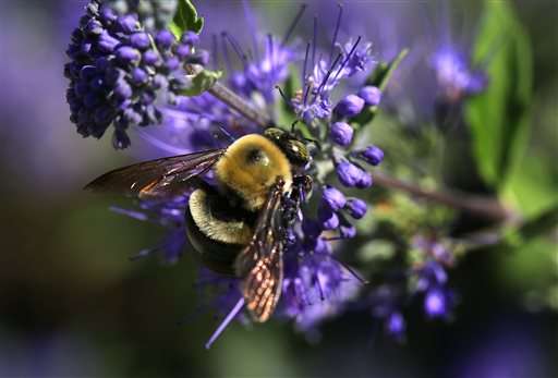 Pesticide-makers point to other culprits in bee die-offs