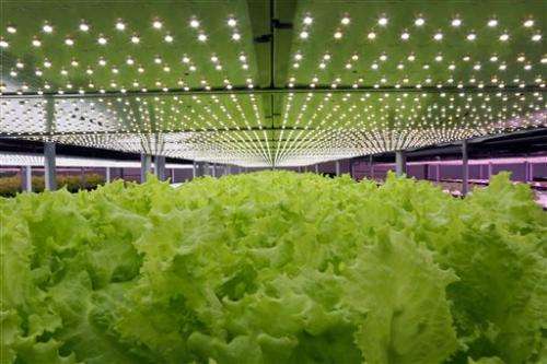 Taiwan expanding into indoor LED-lit, pesticide-free farms