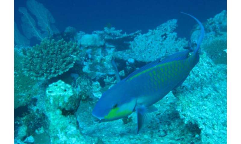 New study shows parrotfish are critical to coral reef island building