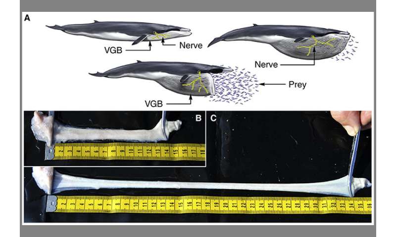 Biologists discover that large whales have nerves that stretch like bungee cords