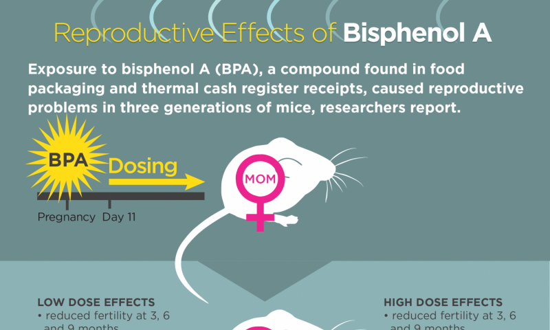 BPA exposure affects fertility in next three generations of mice