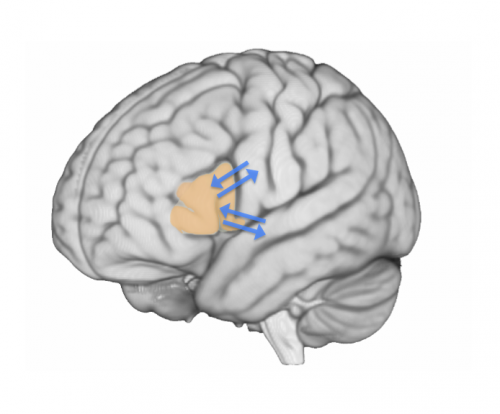 Broca's area is the brain's script writer where words take shape, study finds