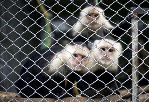Capuchin monkeys sit in a cage at the state environmental agency Corporación Autonoma Regional del Valle del Cauca on March 17, 
